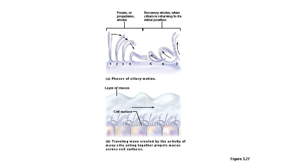 Power, or propulsive, stroke 1 2 3 4 Recovery stroke, when cilium is returning