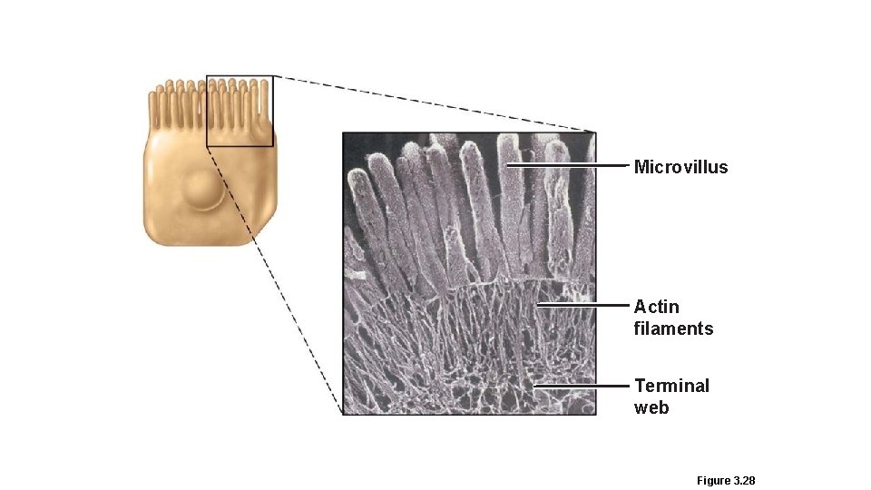 Microvillus Actin filaments Terminal web Figure 3. 28 