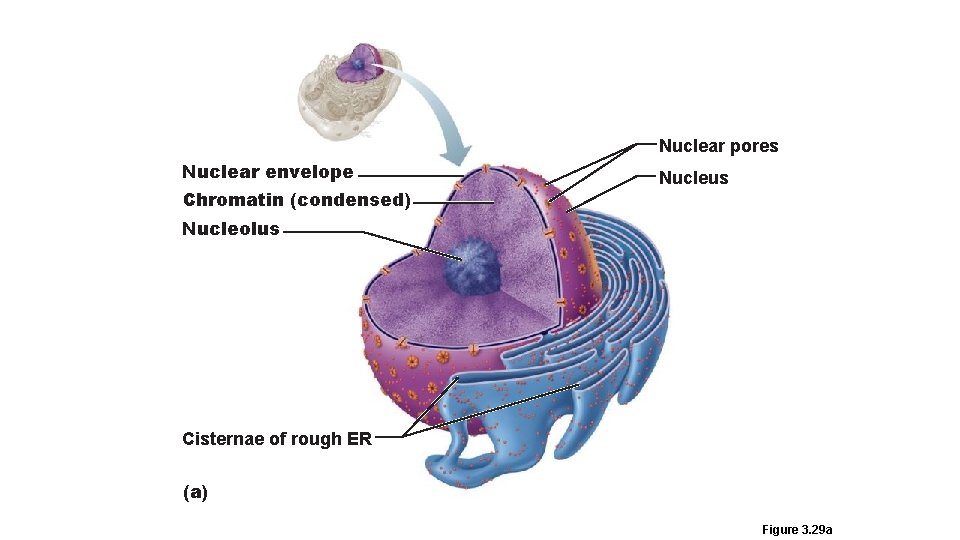 Nuclear pores Nuclear envelope Chromatin (condensed) Nucleus Nucleolus Cisternae of rough ER (a) Figure