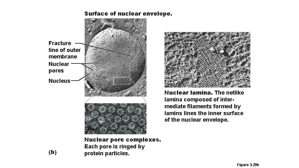 Surface of nuclear envelope. Fracture line of outer membrane Nuclear pores Nucleus Nuclear lamina.