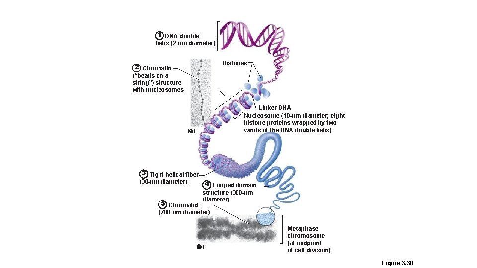 1 DNA double helix (2 -nm diameter) Histones 2 Chromatin (“beads on a string”)