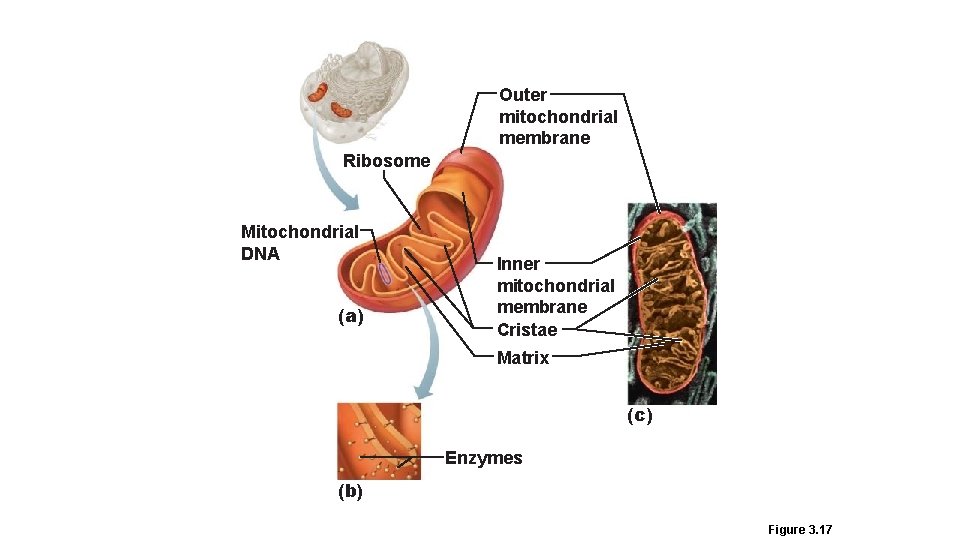 Outer mitochondrial membrane Ribosome Mitochondrial DNA (a) Inner mitochondrial membrane Cristae Matrix (c) Enzymes
