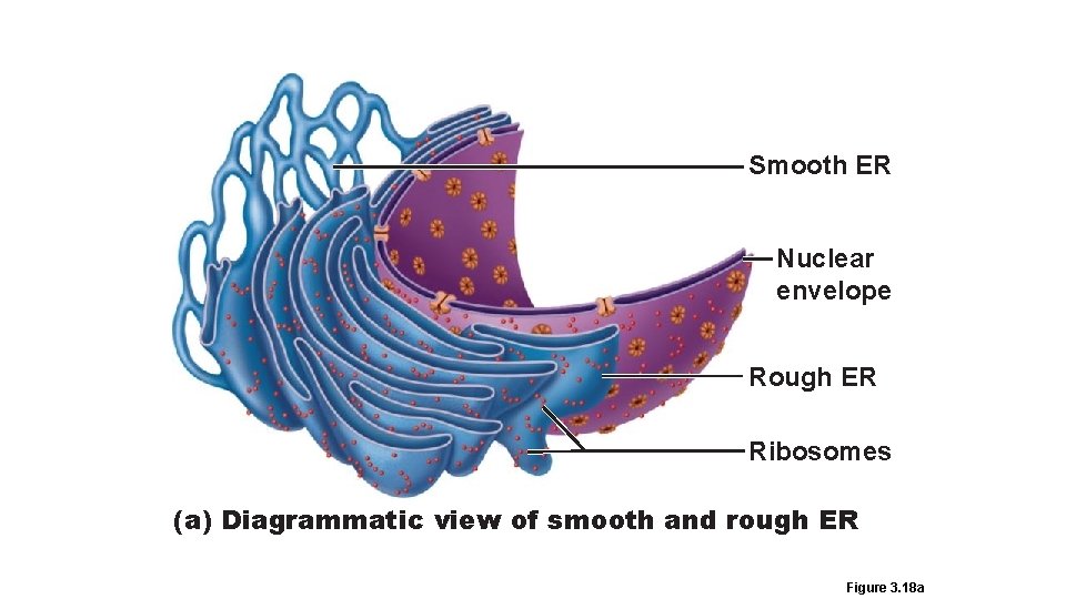 Smooth ER Nuclear envelope Rough ER Ribosomes (a) Diagrammatic view of smooth and rough