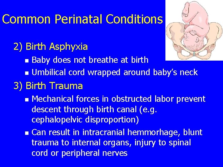 Common Perinatal Conditions 2) Birth Asphyxia n n Baby does not breathe at birth