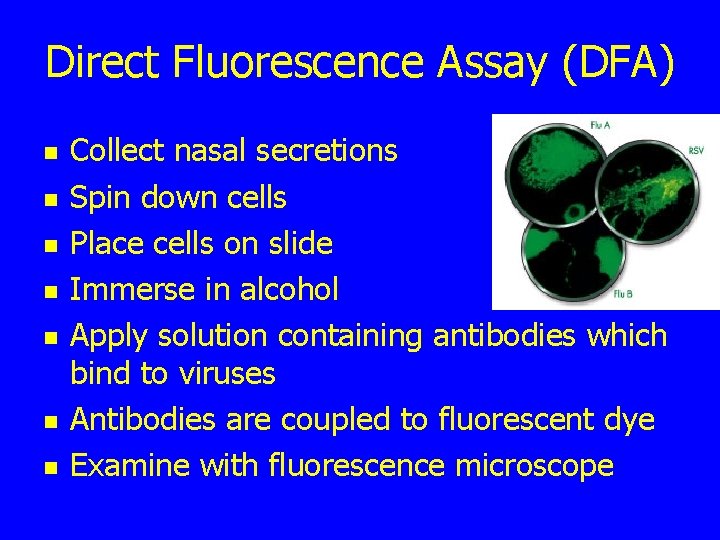 Direct Fluorescence Assay (DFA) n n n n Collect nasal secretions Spin down cells