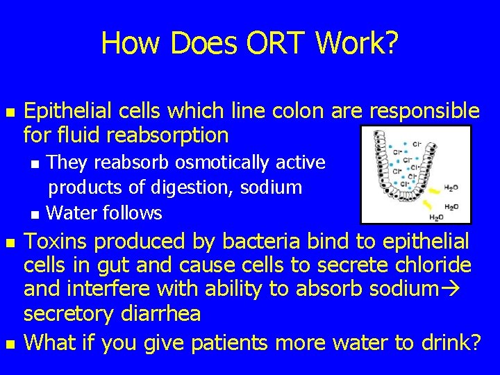 How Does ORT Work? n Epithelial cells which line colon are responsible for fluid