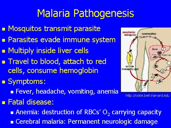 Malaria Pathogenesis n n n Mosquitos transmit parasite Parasites evade immune system Multiply inside