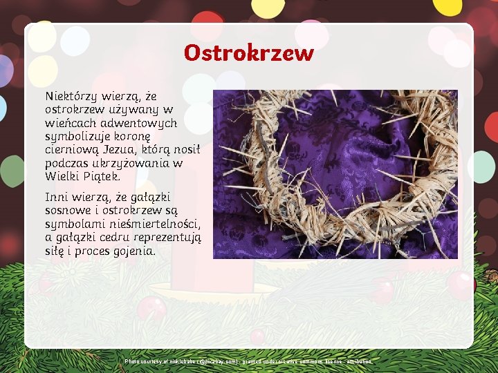 Ostrokrzew Niektórzy wierzą, że ostrokrzew używany w wieńcach adwentowych symbolizuje koronę cierniową Jezua, którą