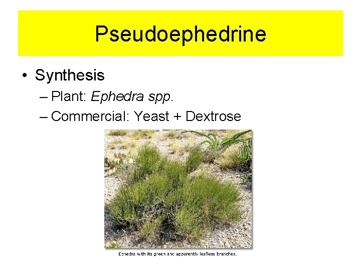 Pseudoephedrine • Synthesis – Plant: Ephedra spp. – Commercial: Yeast + Dextrose 