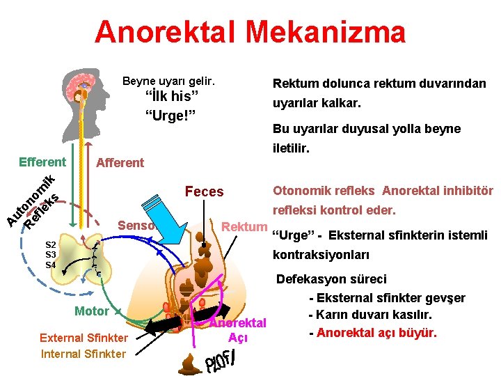 Anorektal Mekanizma Beyne uyarı gelir. Rektum dolunca rektum duvarından “İlk his” “Urge!” Bu uyarılar