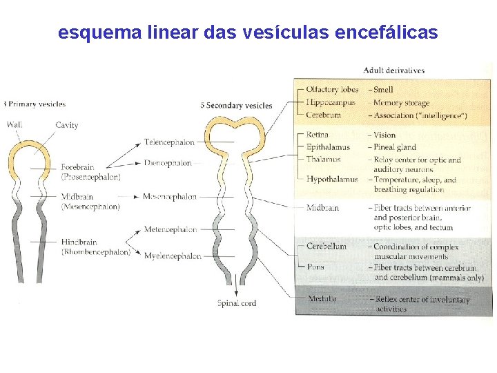 esquema DAS linear. VESÍCULAS das vesículas encefálicas DERIVADOS ENCEFÁLICAS 