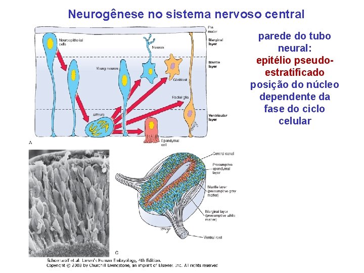 Neurogênese no sistema nervoso central parede do tubo neural: epitélio pseudoestratificado posição do núcleo