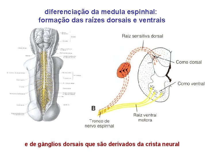 diferenciação da medula espinhal: formação das raízes dorsais e ventrais e de gânglios dorsais