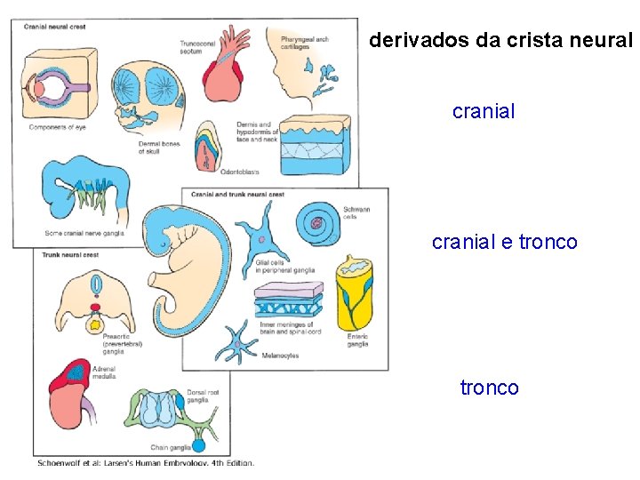 derivados da crista neural cranial e tronco 