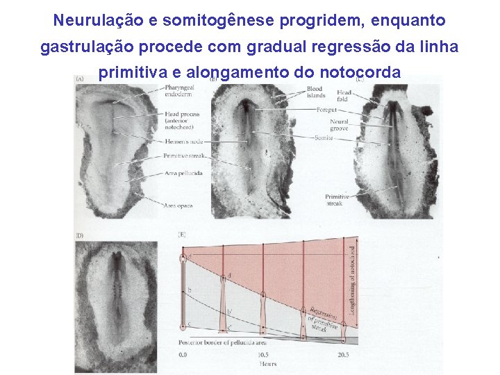 Neurulação e somitogênese progridem, enquanto gastrulação procede com gradual regressão da linha primitiva e