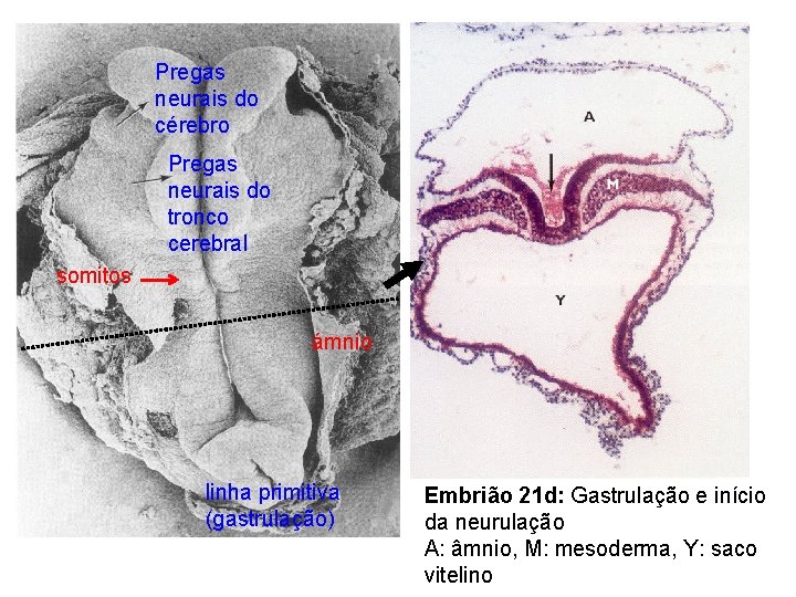 Pregas neurais do cérebro Pregas neurais do tronco cerebral somitos ámnio linha primitiva (gastrulação)