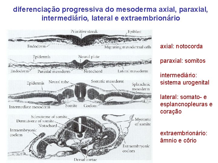 diferenciação progressiva do mesoderma axial, paraxial, intermediário, lateral e extraembrionário axial: notocorda paraxial: somitos