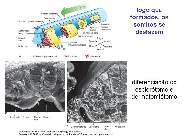 logo que formados, os somitos se desfazem diferenciação do esclerótomo e dermatomiótomo 