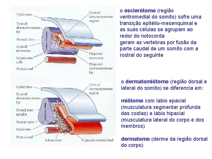 o esclerótomo (região ventromedial do somito) sofre uma transição epitélio-mesenquimal e as suas células