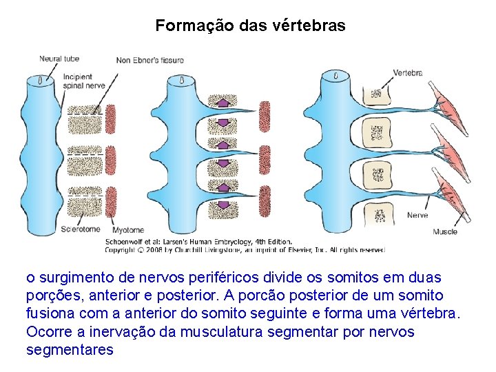 Formação das vértebras o surgimento de nervos periféricos divide os somitos em duas porções,