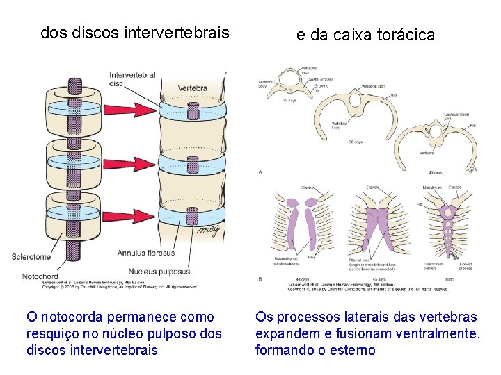 dos discos intervertebrais O notocorda permanece como resquiço no núcleo pulposo dos discos intervertebrais