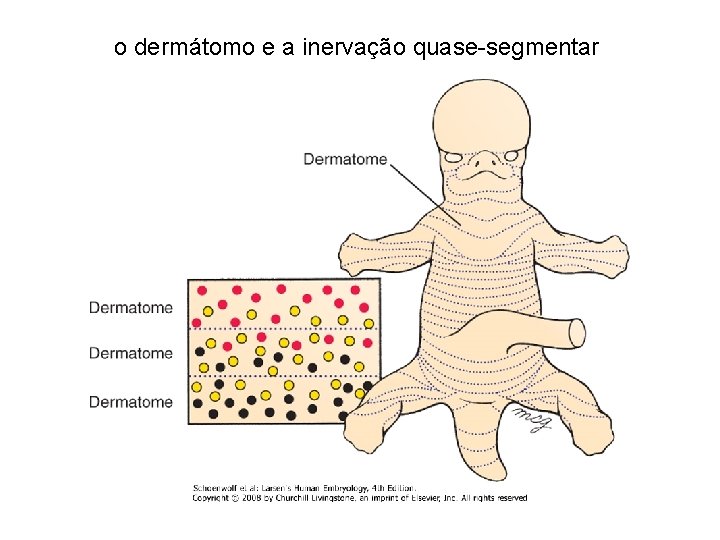 o dermátomo e a inervação quase-segmentar 