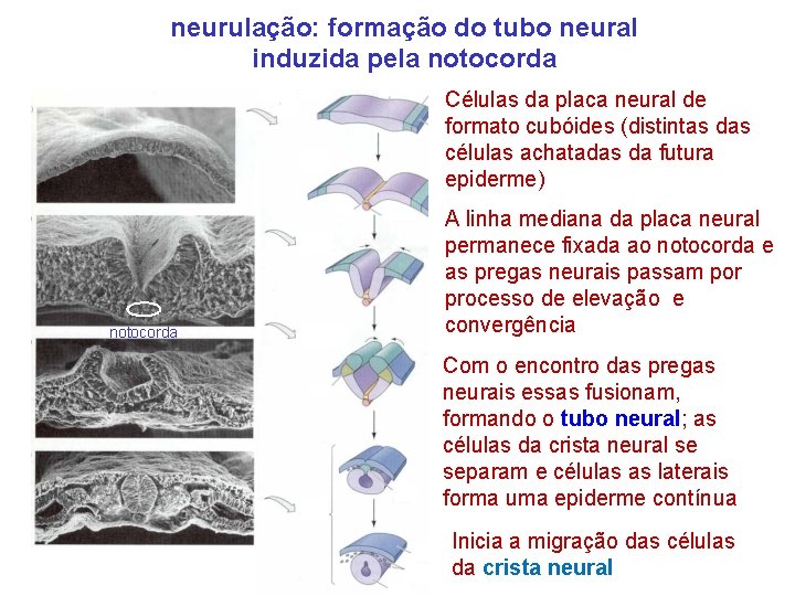 neurulação: formação do tubo neural induzida pela notocorda Células da placa neural de formato