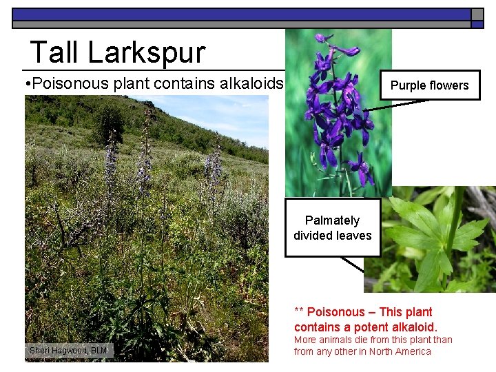 Tall Larkspur • Poisonous plant contains alkaloids Purple flowers Palmately divided leaves ** Poisonous