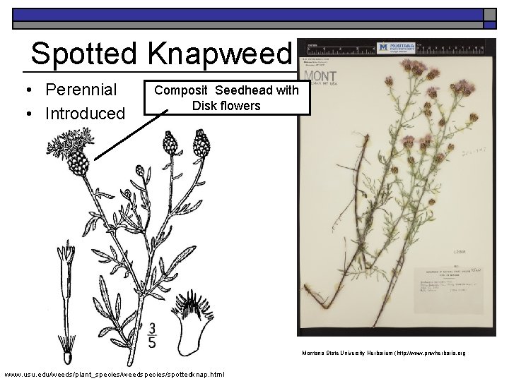  • Perennial • Introduced Composit Seedhead with Disk flowers K. Launchbaugh Spotted Knapweed