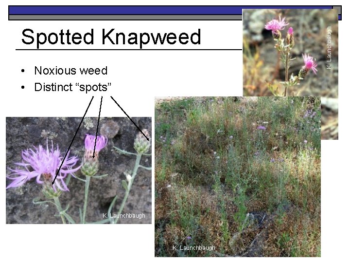  • Noxious weed • Distinct “spots” K. Launchbaugh Jen Peterson K. Launchbaugh Spotted