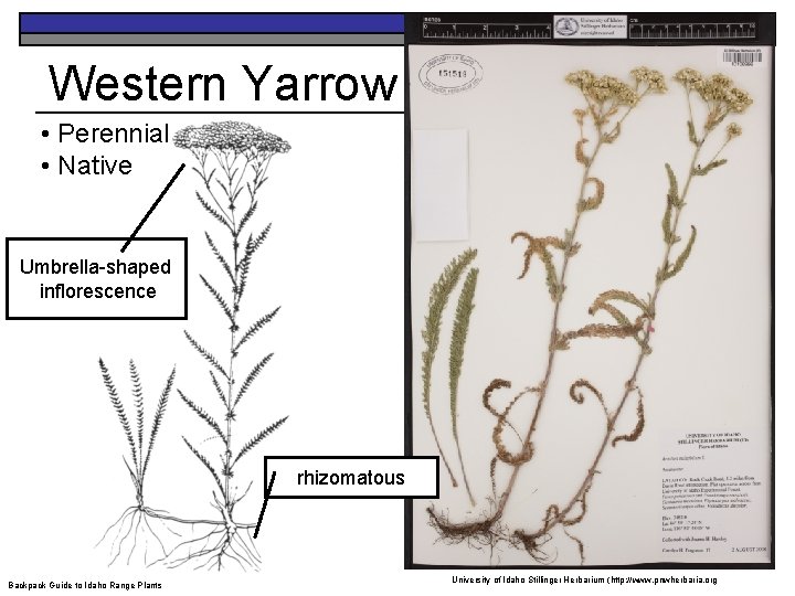 Western Yarrow • Perennial • Native Umbrella-shaped inflorescence rhizomatous Backpack Guide to Idaho Range