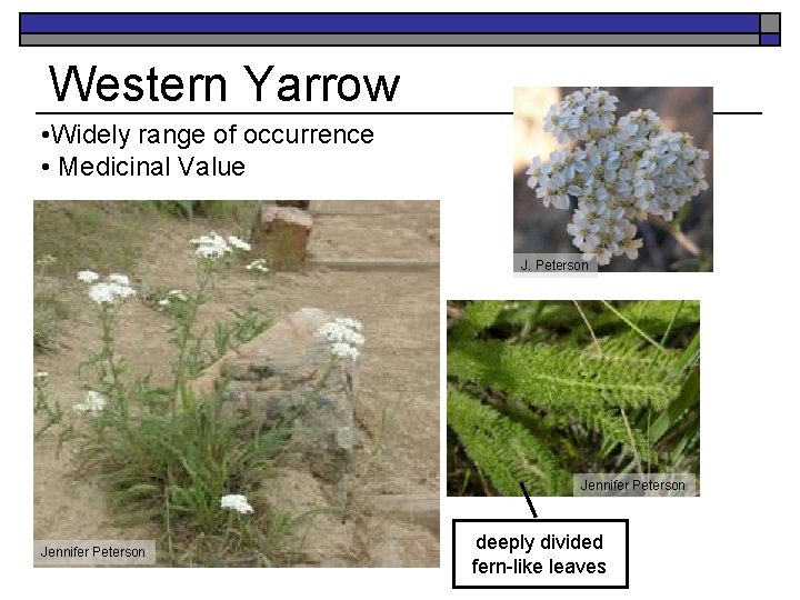 Western Yarrow • Widely range of occurrence • Medicinal Value J. Peterson Jennifer Peterson