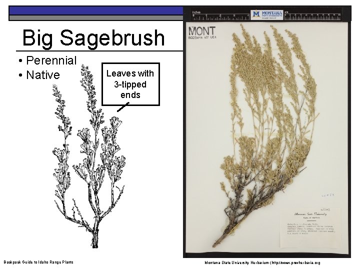 Big Sagebrush • Perennial • Native Backpack Guide to Idaho Range Plants Leaves with