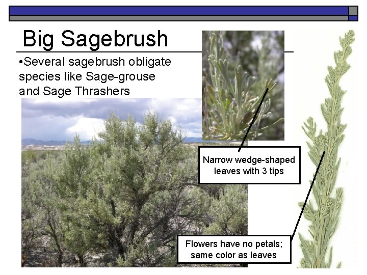 Big Sagebrush • Several sagebrush obligate species like Sage-grouse and Sage Thrashers Narrow wedge-shaped