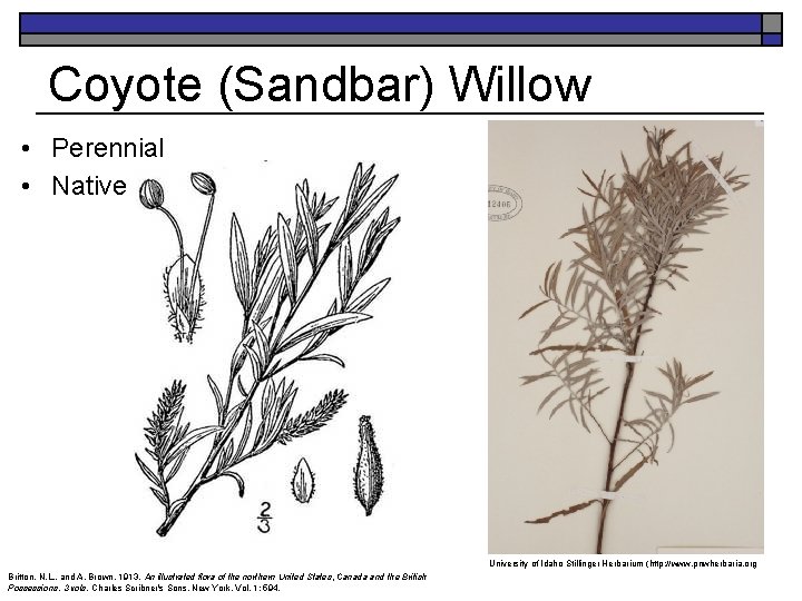 Coyote (Sandbar) Willow • Perennial • Native K. Launchbaugh University of Idaho Stillinger Herbarium