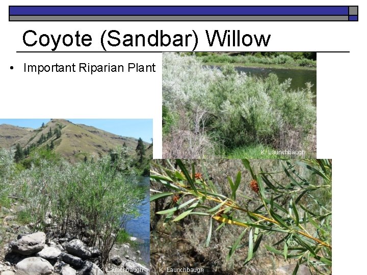 Coyote (Sandbar) Willow • Important Riparian Plant K. Launchbaugh 