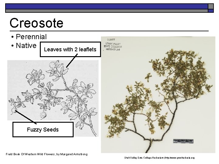 Creosote • Perennial • Native Leaves with 2 leaflets Fuzzy Seeds Field. K. Book