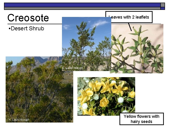 Creosote Leaves with 2 leaflets • Desert Shrub K. Launchbaugh Yellow flowers with hairy