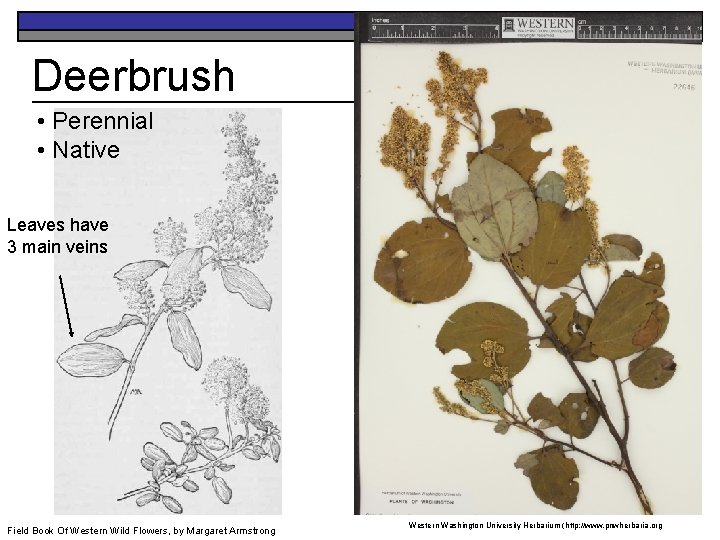 Deerbrush • Perennial • Native Leaves have 3 main veins Field Book Of Western