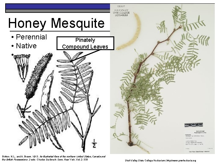 Honey Mesquite • Perennial • Native • Pinately Compound Leaves Britton, N. L. ,