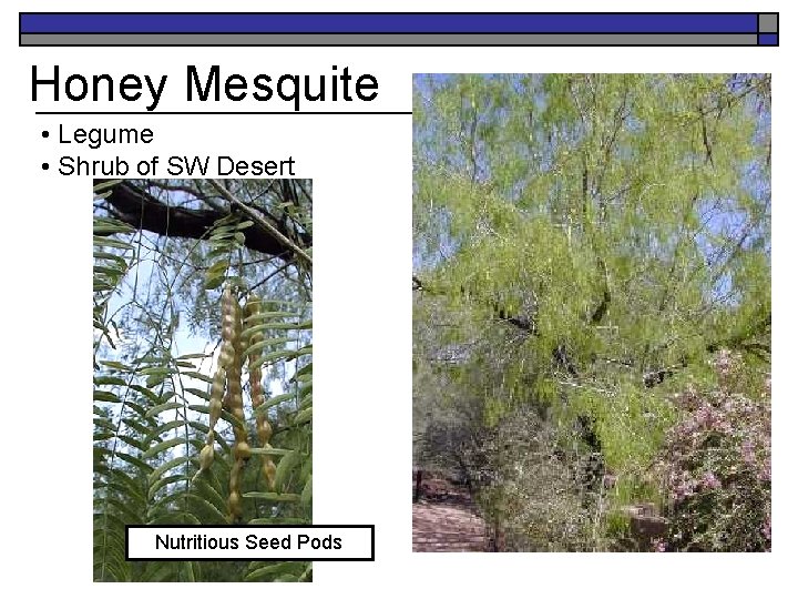Honey Mesquite • Legume • Shrub of SW Desert Nutritious Seed Pods 