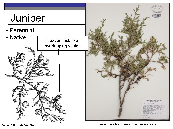 Juniper • Perennial • Native Backpack Guide to Idaho Range Plants Leaves look like