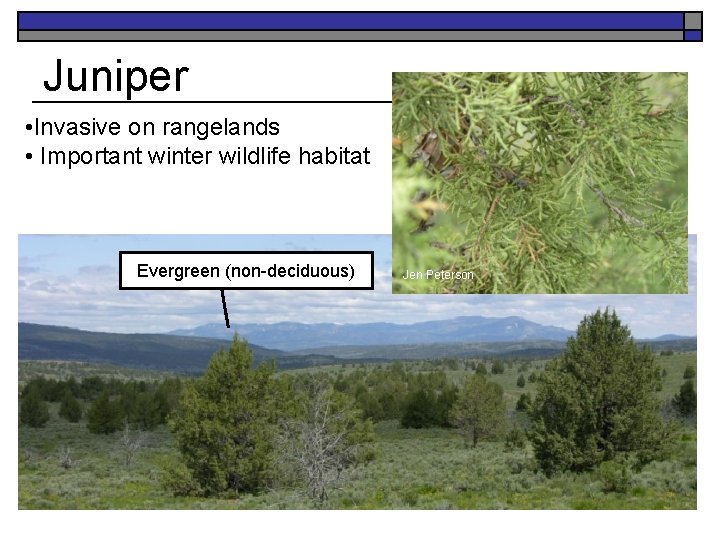 Juniper • Invasive on rangelands • Important winter wildlife habitat Evergreen (non-deciduous) Jen Peterson