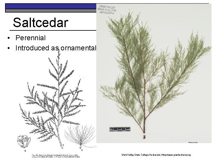 Saltcedar • Perennial • Introduced as ornamental K. Launchbaugh K. College Launchbaugh Utah Valley