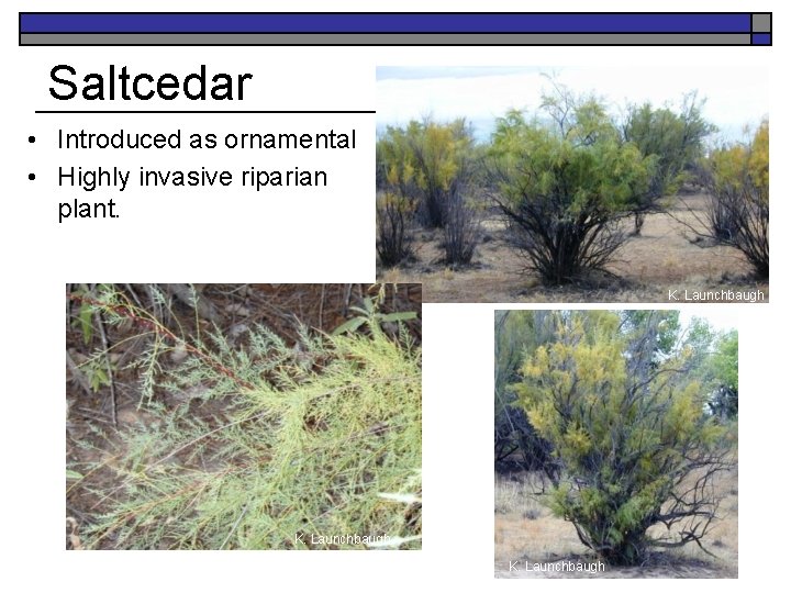 Saltcedar • Introduced as ornamental • Highly invasive riparian plant. K. Launchbaugh 