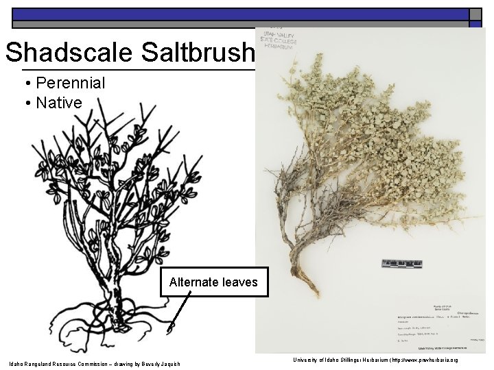 Shadscale Saltbrush • Perennial • Native Alternate leaves Idaho Rangeland Resource Commission – drawing