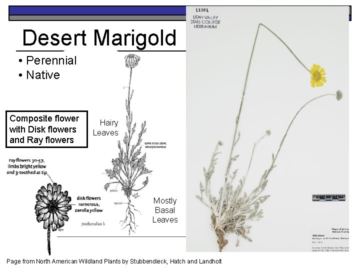 Desert Marigold • Perennial • Native Composite flower with Disk flowers and Ray flowers