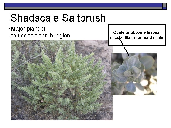 Shadscale Saltbrush • Major plant of salt-desert shrub region Ovate or obovate leaves; circular