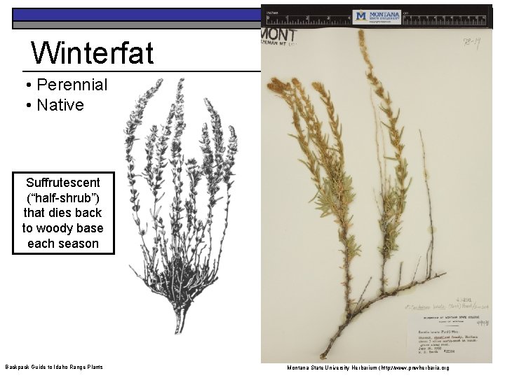 Winterfat • Perennial • Native Suffrutescent (“half-shrub”) that dies back to woody base each