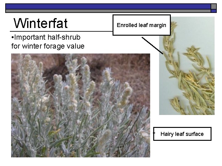 Winterfat Enrolled leaf margin • Important half-shrub for winter forage value Hairy leaf surface